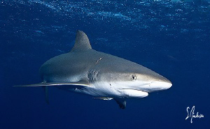 Who say safety stops are boring? This Reef Shark was one ... by Steven Anderson 